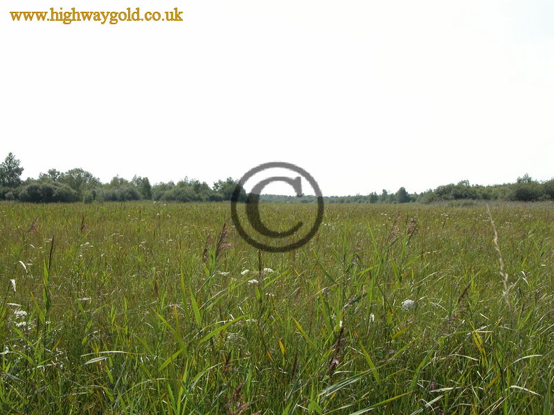 View across the reed beds