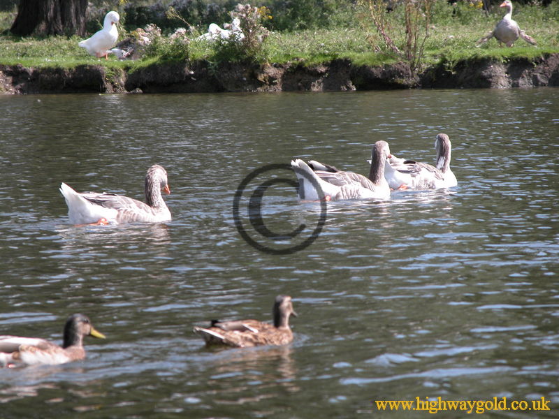 Geese on the river Ouse