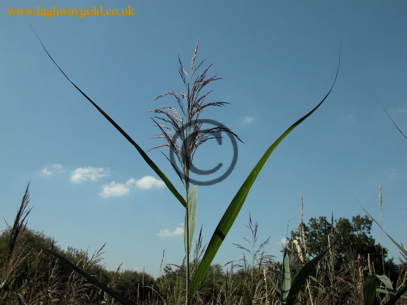 Reed