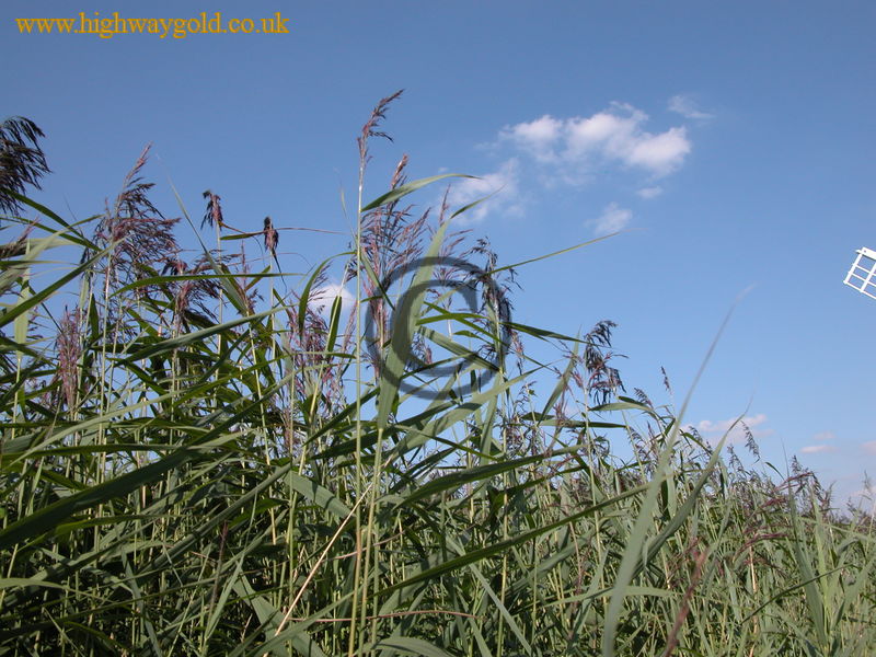 Reed Beds