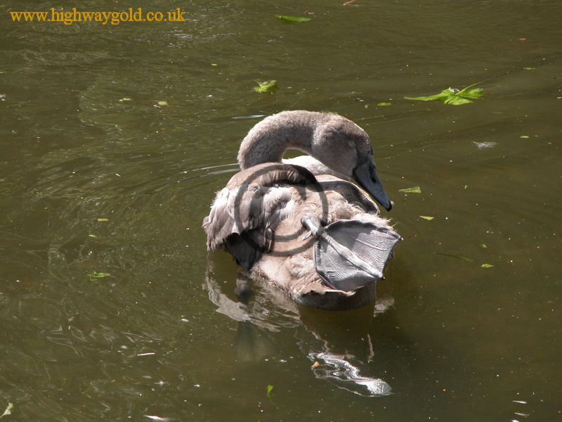 The Sleepy Signet