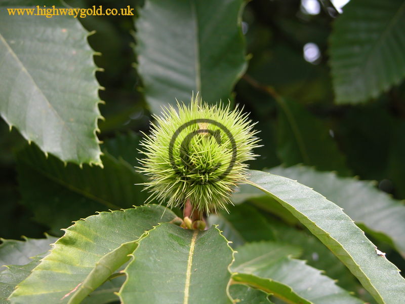 Sweet Chestnut