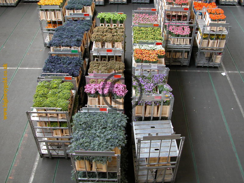 FloraHolland