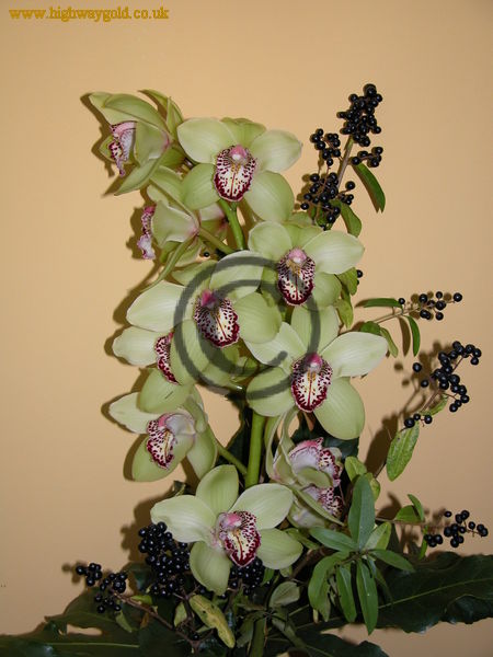 Orchid Display