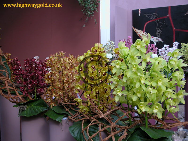 Orchid Display