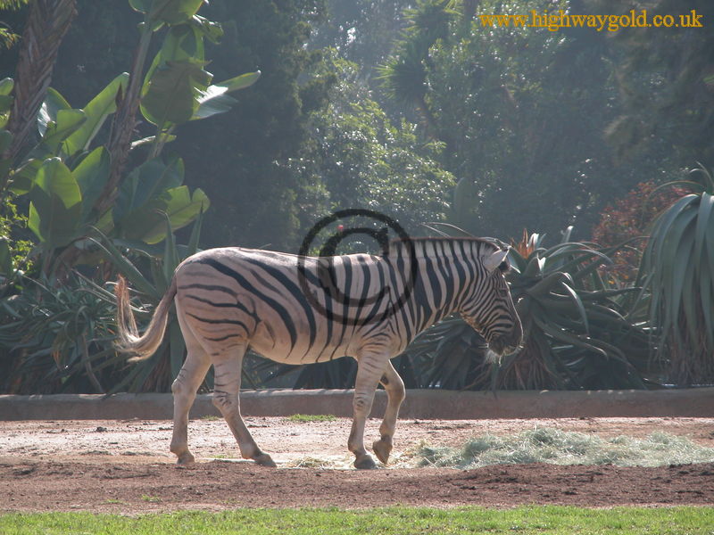 Zebra walking along