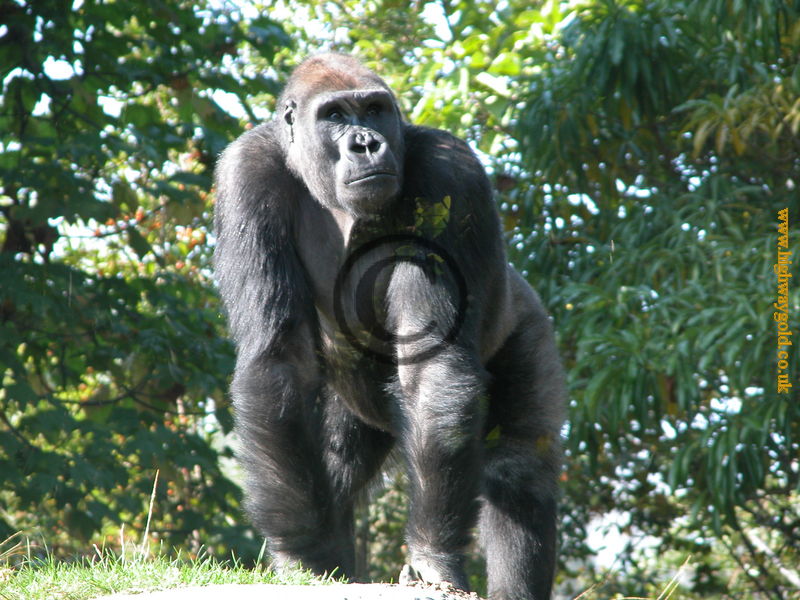 Male Gorilla