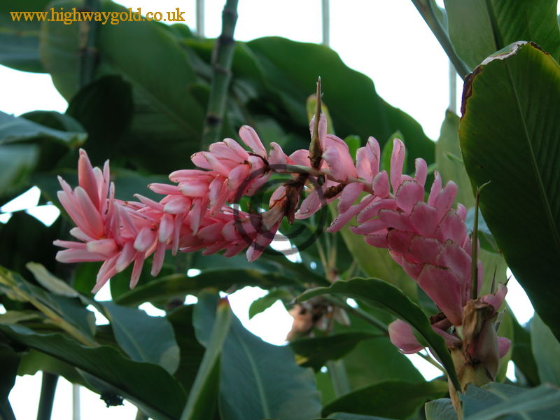 Alpinia purpurata 'Eileen MacDonald'