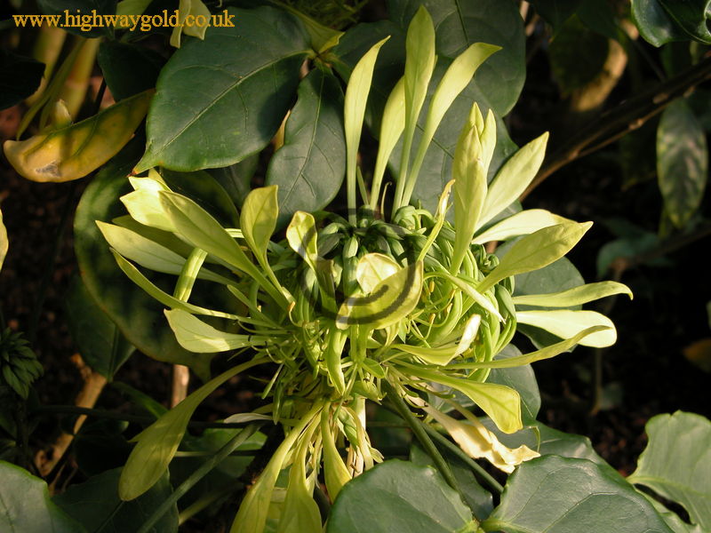 Euadenia eminens
