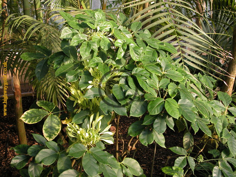 Euadenia eminens