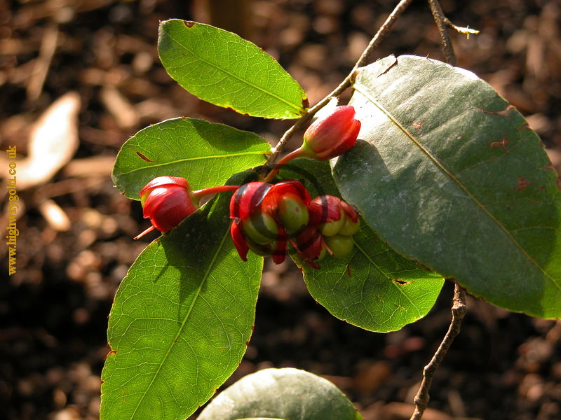 Ochna thomasiana