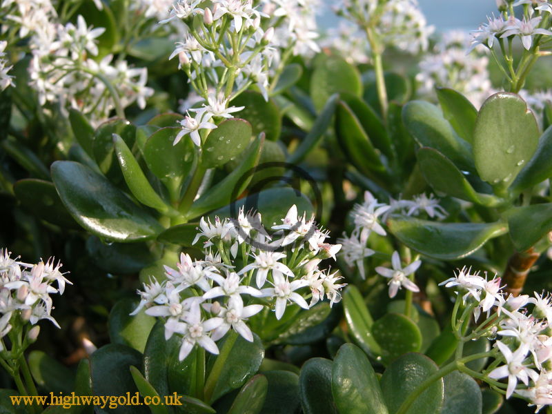 Crassula ovata