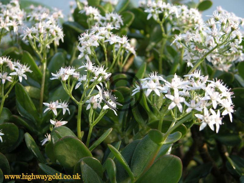 Crassula ovata