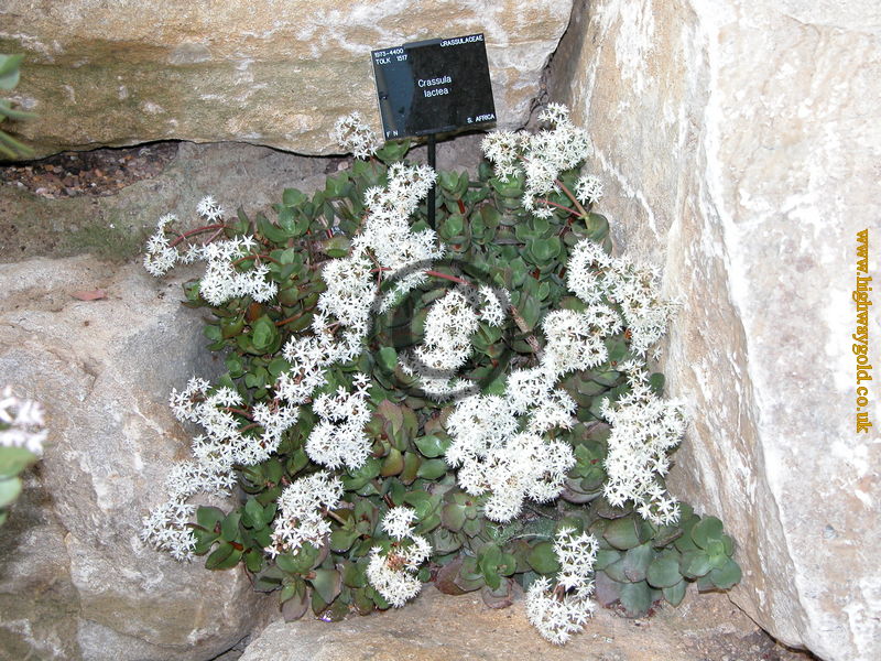 Crassula lactea