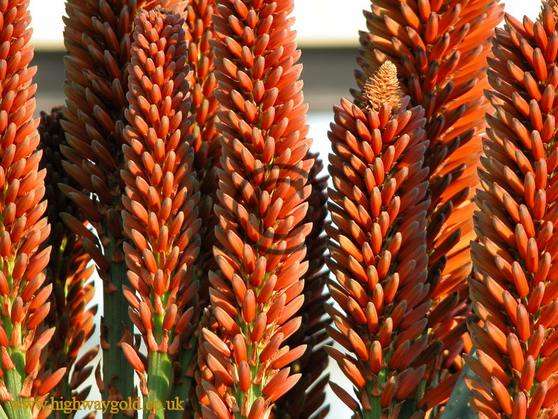 Aloe ferox x arborescens