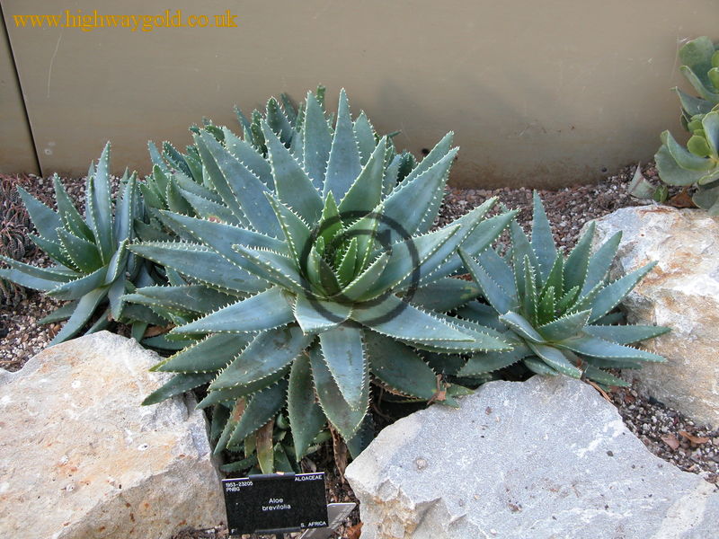 Aloe brevifolia