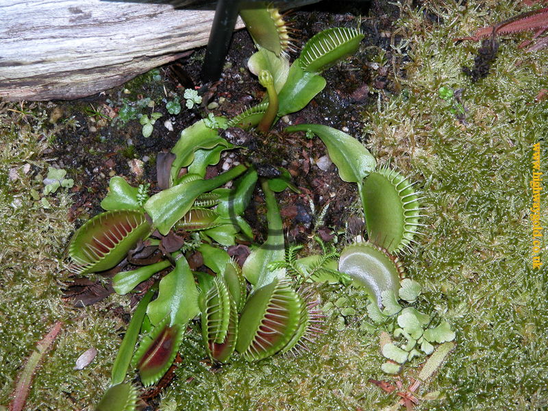Dionaea muscipula