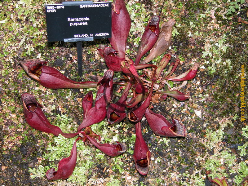 Sarracenia purpurea