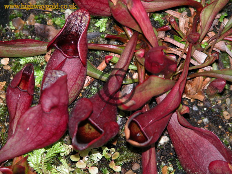Sarracenia purpurea