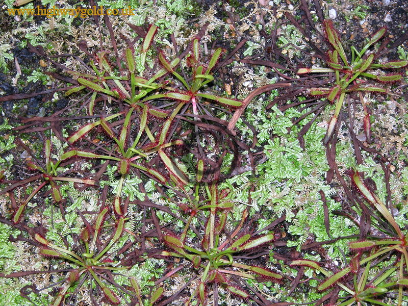 Drosera capensis
