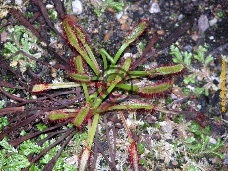 Drosera capensis