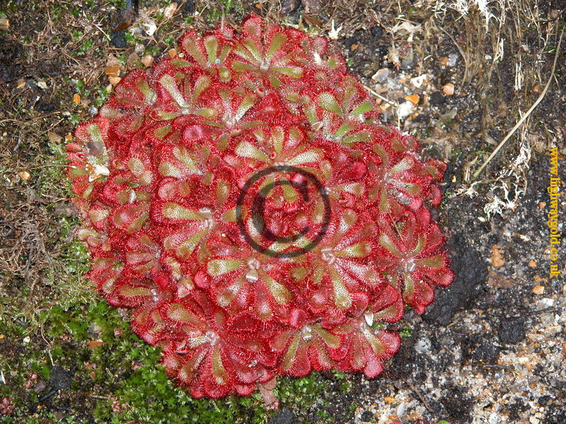 Drosera natalensis