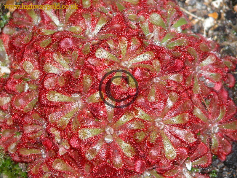 Drosera natalensis