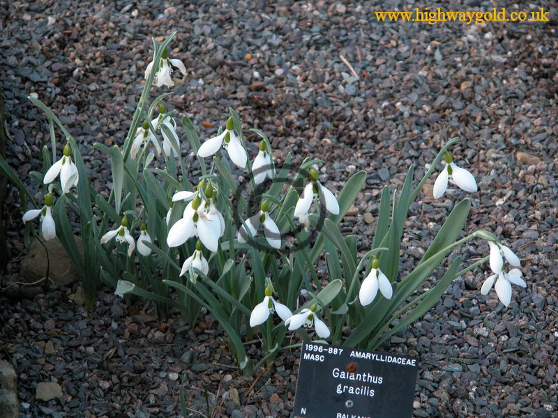 Galanthus gracilis