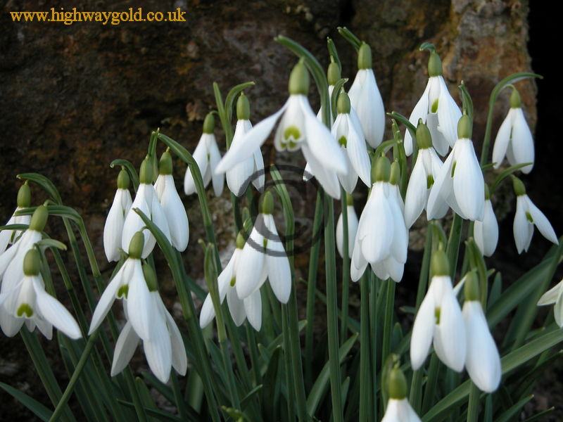 Galanthus gracilis