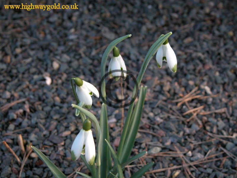 Galanthus nivalis 'viridapicis'