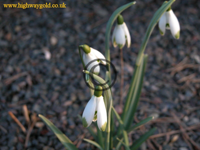 Galanthus nivalis 'viridapicis'