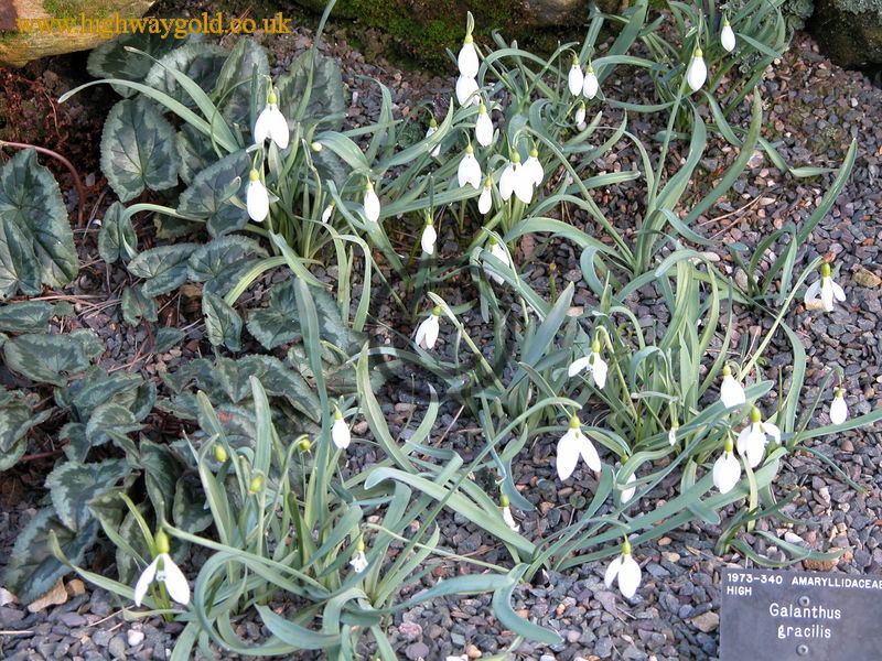 Galanthus gracilis