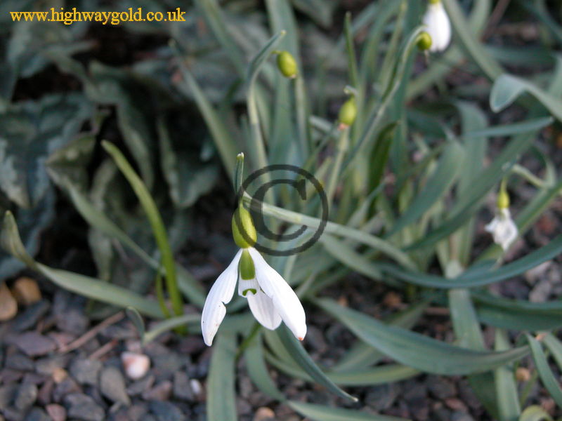 Galanthus gracilis