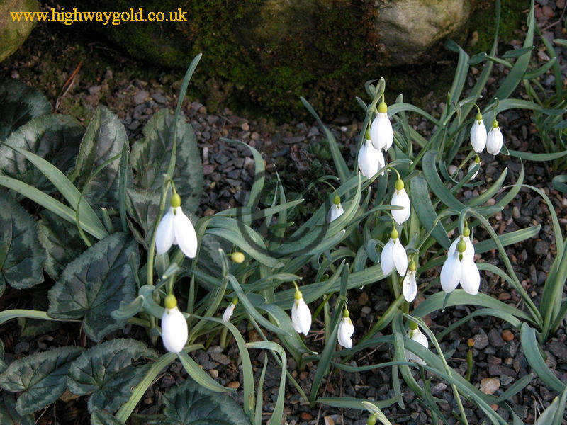 Galanthus gracilis