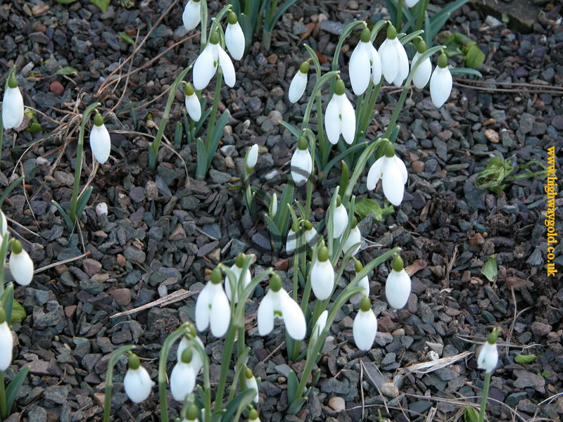 Galanthus gracilis