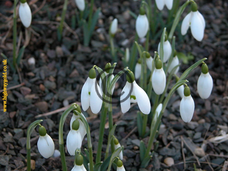 Galanthus rizehensis