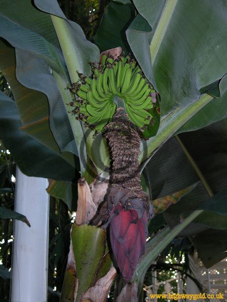 Musa acuminata 'Dwarf Cavendish'