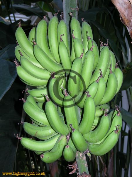 Musa acuminata 'Dwarf Cavendish'