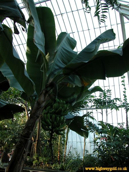 Musa acuminata 'Dwarf Cavendish'