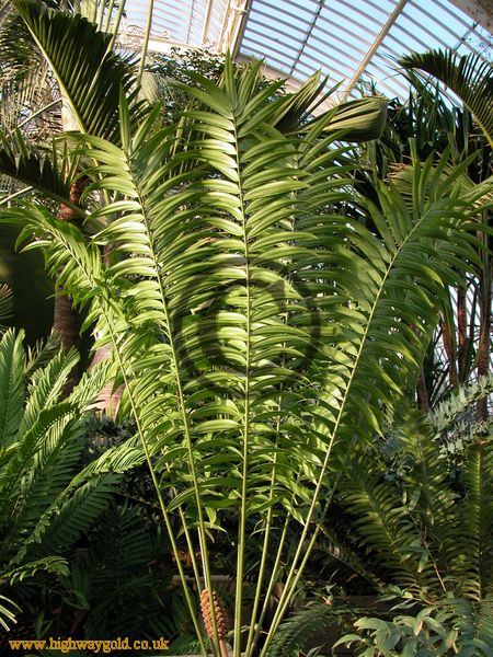 Zamia poeppigiana
