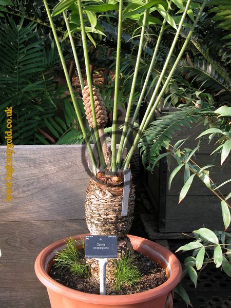 Zamia poeppigiana