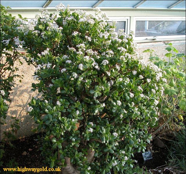 Crassula ovata