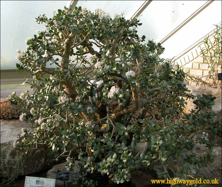 Crassula portulacea