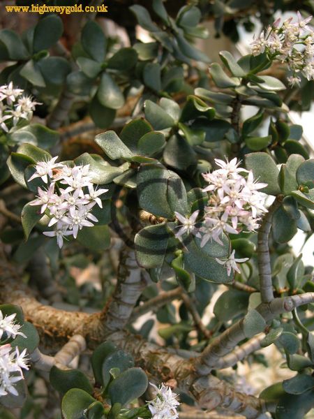 Crassula portulacea