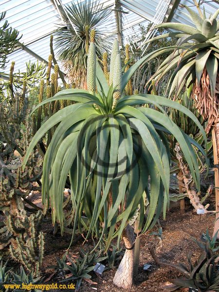 Aloe speciosa