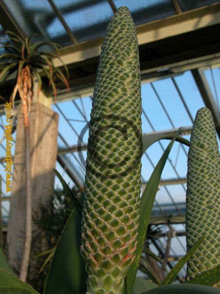 Aloe speciosa