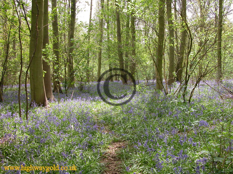 Bluebells