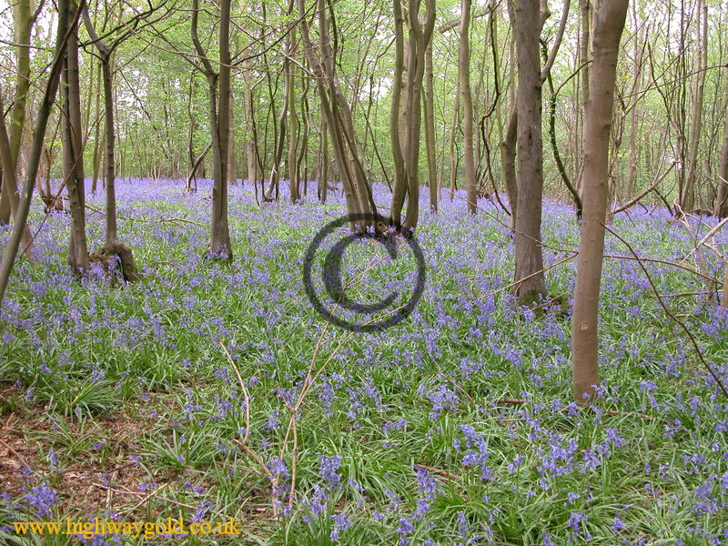 Bluebells
