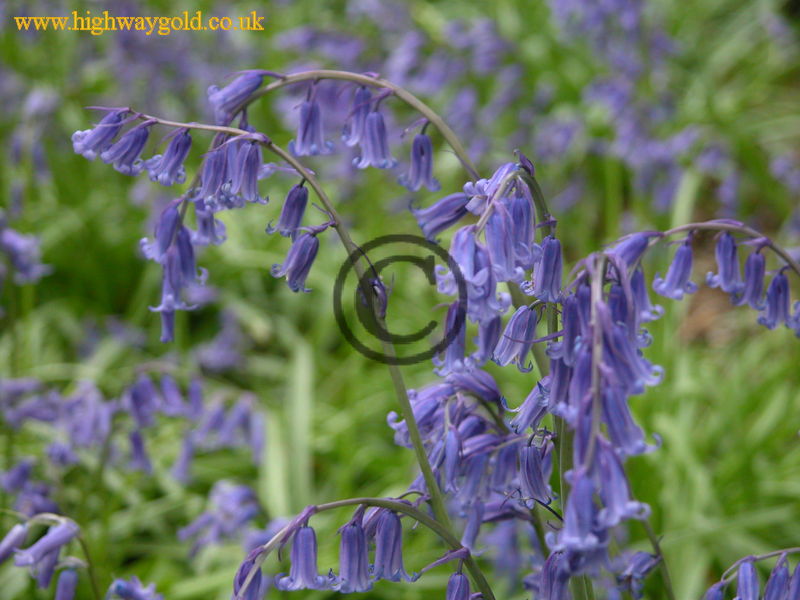 Bluebells