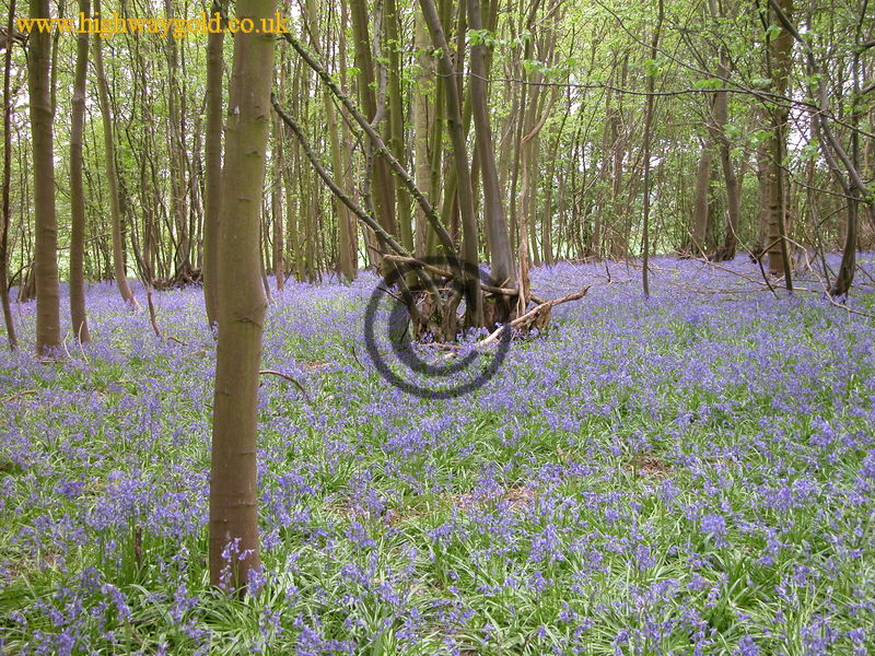 Bluebells